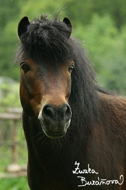 Velšký pony.jpg