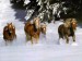 Koníci v zimě.jpg